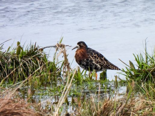 Kampfläufer (Büsum), © Bernd Walther