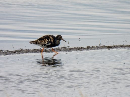 Kampfläufer (Büsum), © Bernd Walther