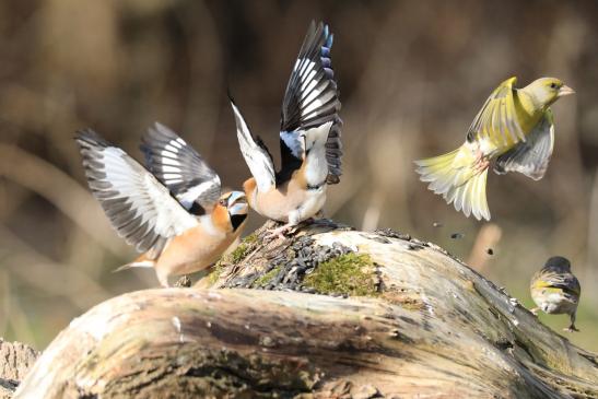 Kernbeißer, Grünfinken, © Peter Tamm