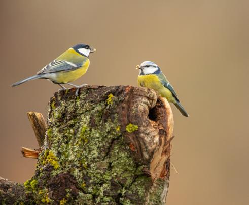 Kohl- und Blaumeise, © Thomas Kettelgruber