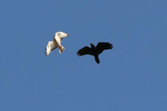 Kolkrabe und Mäusebussard, © Bernd Walther