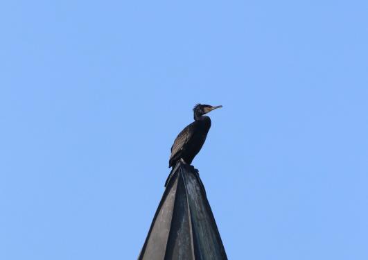 Kormoran, © Bernd Walther