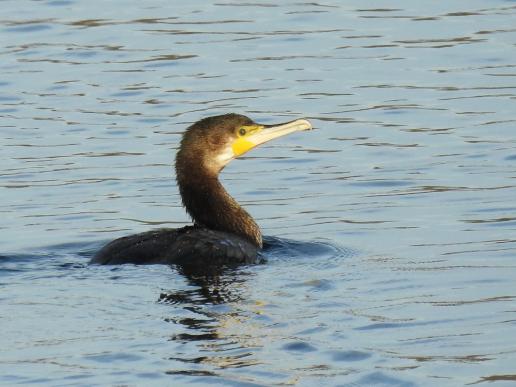 Kormoran, © Christine Lattke