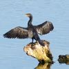 Kormoran, © Regina Ullrich
