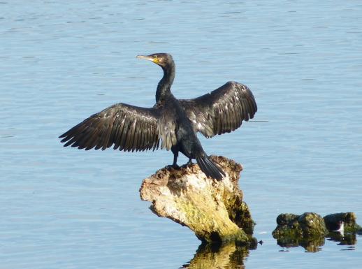 Kormoran, © Regina Ullrich