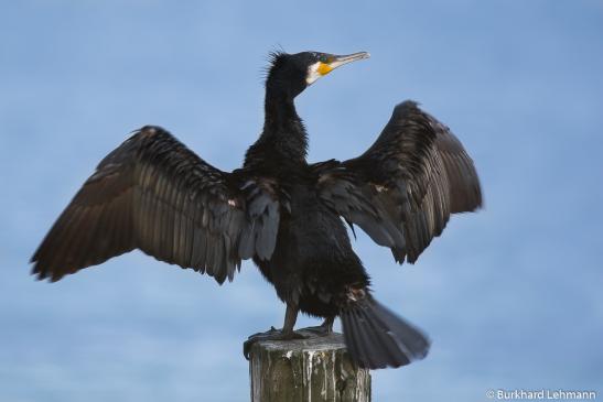 Kormoran (Wismar), © Burkhard Lehmann