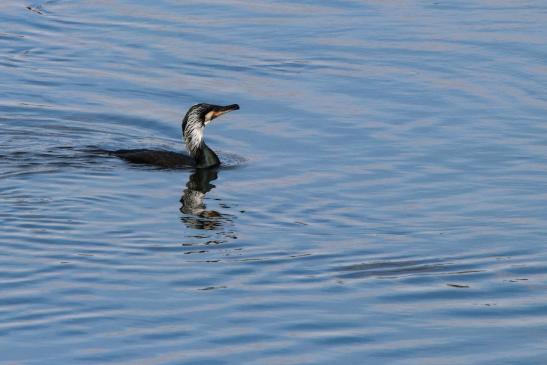 Kormoran, © Bernd Walther