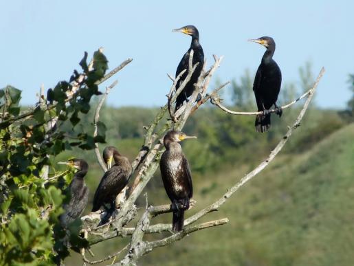 Kormorane, © Regina Ullrich