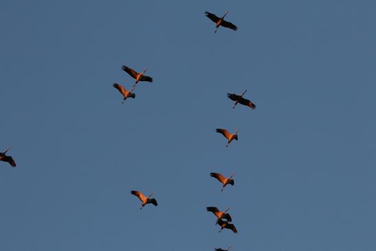 Kraniche (Zingst), © Bernd Walther