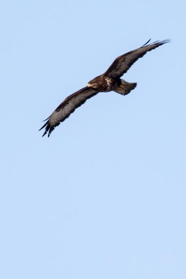 Mäusebussard, © Bernd Walther