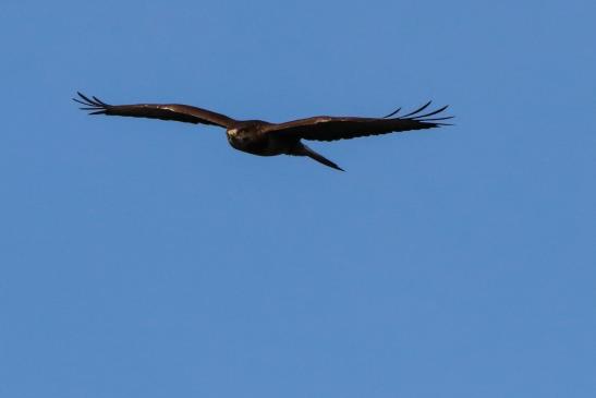 Mäusebussard, © Bernd Walther