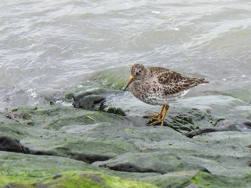 Meerstrandläufer (Büsum), © Bernd Walther