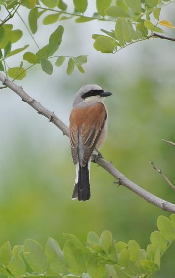 Neuntöter, © Dave R. Bird
