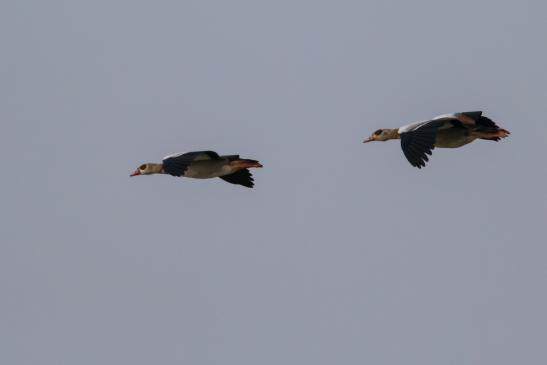 Nilgänse, © Bernd Walther