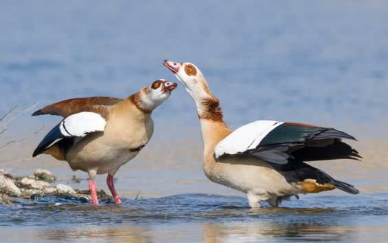 Nilgänse, © Dirk Hohmann