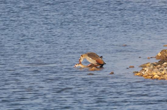 Nilgänse, © Bernd Walther