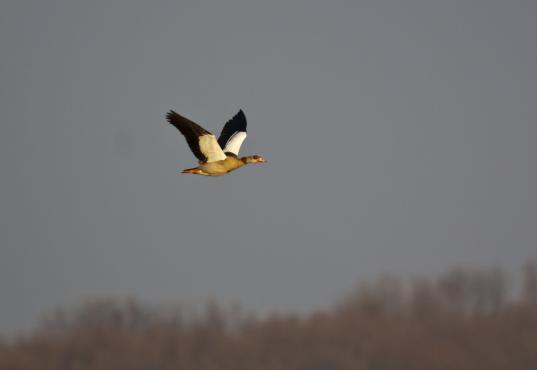 Nilgans, © Bernd Walther