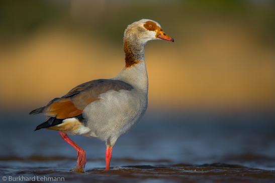 Nilgans, © Burkhard Lehmann