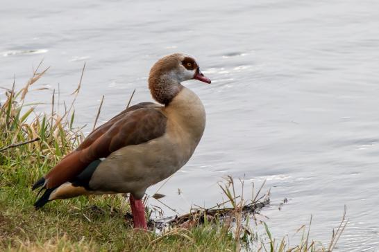 Nilgans, © Bernd Walther