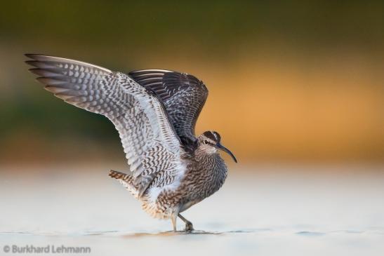 Regenbrachvogel, © Burkhard Lehmann