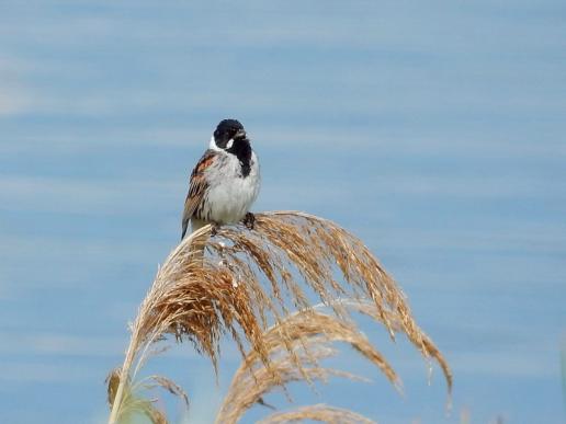 Rohrammer, © Christine Lattke