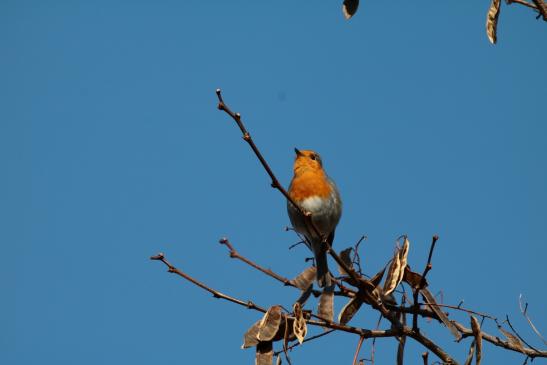 Rotkehlchen, © Bernd Walther