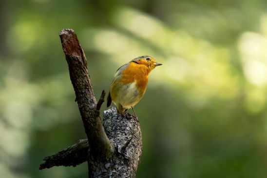 Rotkehlchen, © Paula Giersch