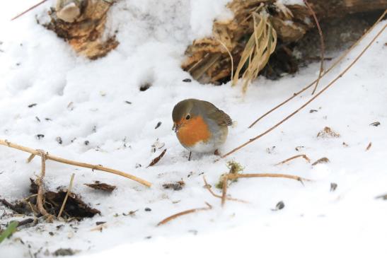 Rotkehlchen, © Peter Tamm