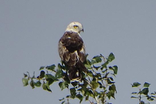 Schlangenadler, © Werner Witte