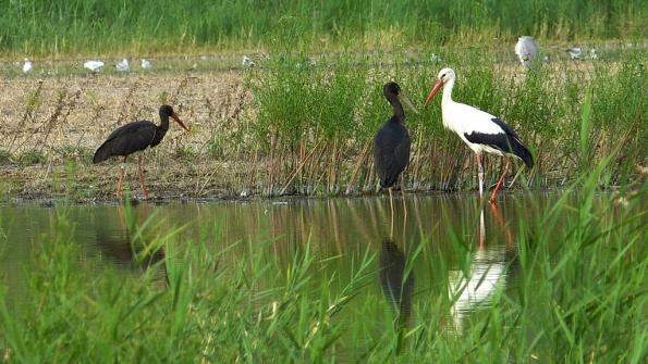 Schwarz- und Weissstorch, © Regina Ullrich