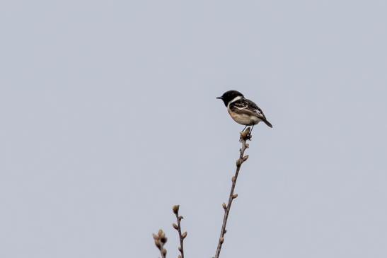 Schwarzkehlchen, © Bernd Walther