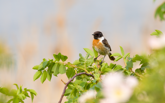 Schwarzkehlchen, © Dirk Hohmann