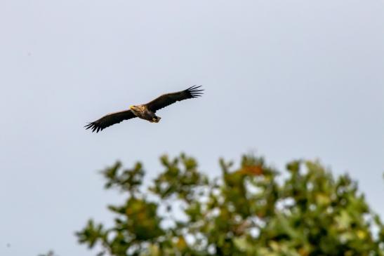 Seeadler (Zingst), © Bernd Walther