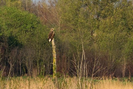 Seeadler, © Katrin Vorreyer