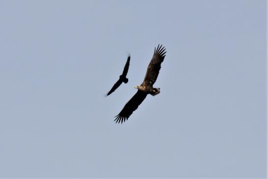 Seeadler, © Matthias Jungwirth