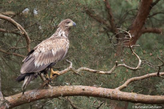 Seeadler (Hagenow), © Burkhard Lehmann