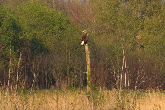 Seeadler, © Katrin Vorreyer