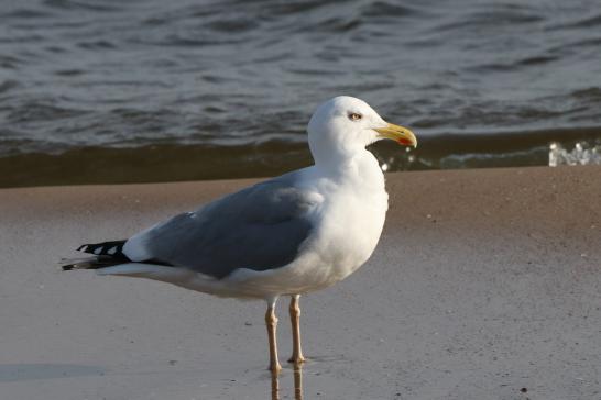 Silbermöwe (Bansin), © Bernd Walther