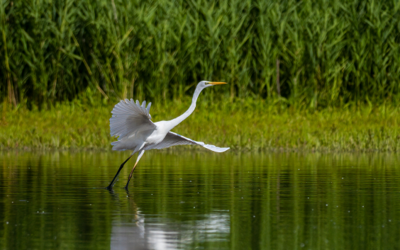 Silberreiher, © Dirk Hohmann