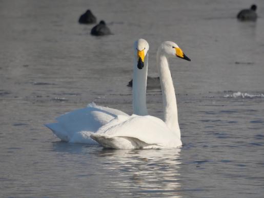 Singschwäne, © Dave R. Bird