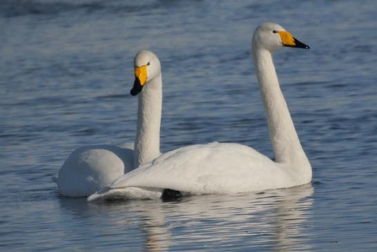 Singschwäne1, © Dave R. Bird