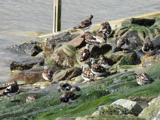 Steinwälzer (Büsum), © Bernd Walther