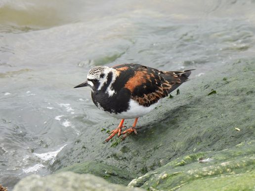 Steinwälzer (Büsum), © Bernd Walther
