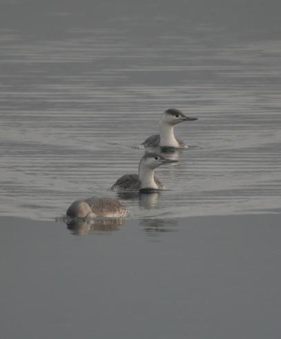 Sterntaucher, © Dave R. Bird