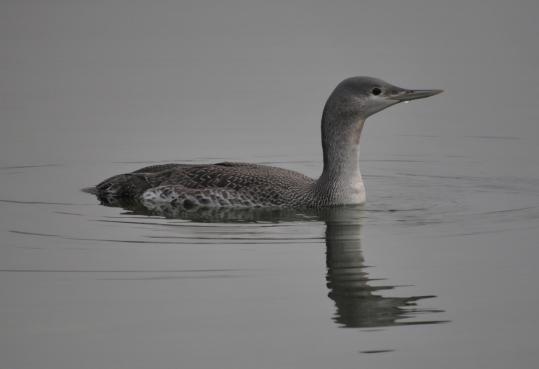 Sterntaucher, © Dave R. Bird