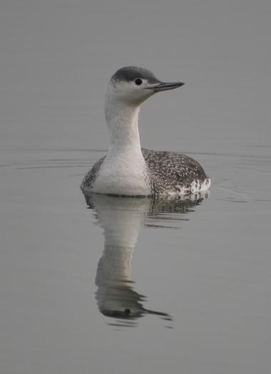 Sterntaucher, © Dave R. Bird