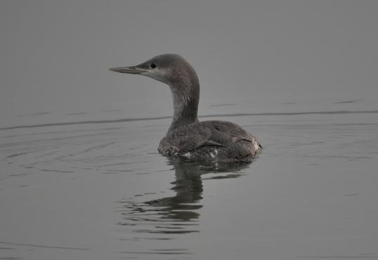 Sterntaucher, © Dave R. Bird