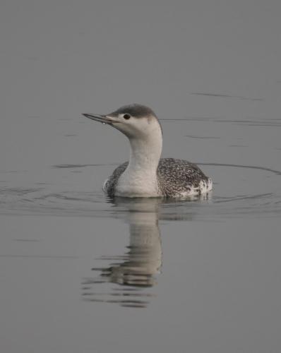 Sterntaucher, © Dave R. Bird