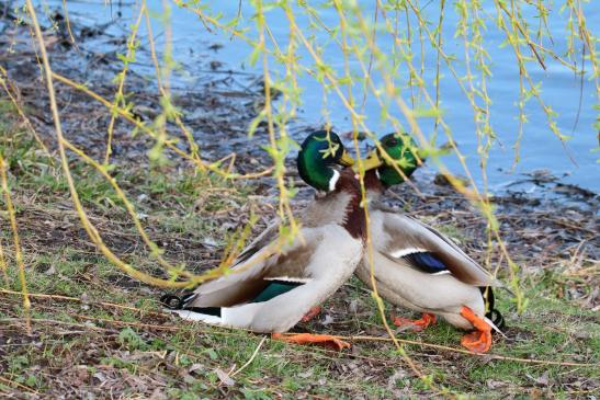 Stockenten, © Bernd Walther