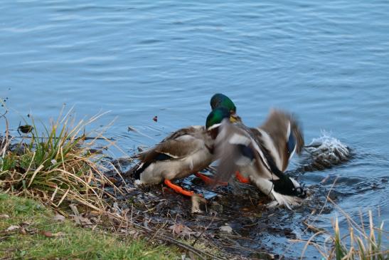 Stockenten, © Bernd Walther